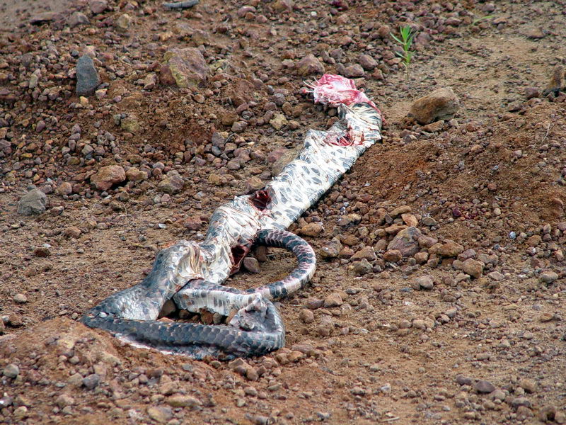 Cobra morta  beira da estrada, estava sendo devorada pelos Urubus